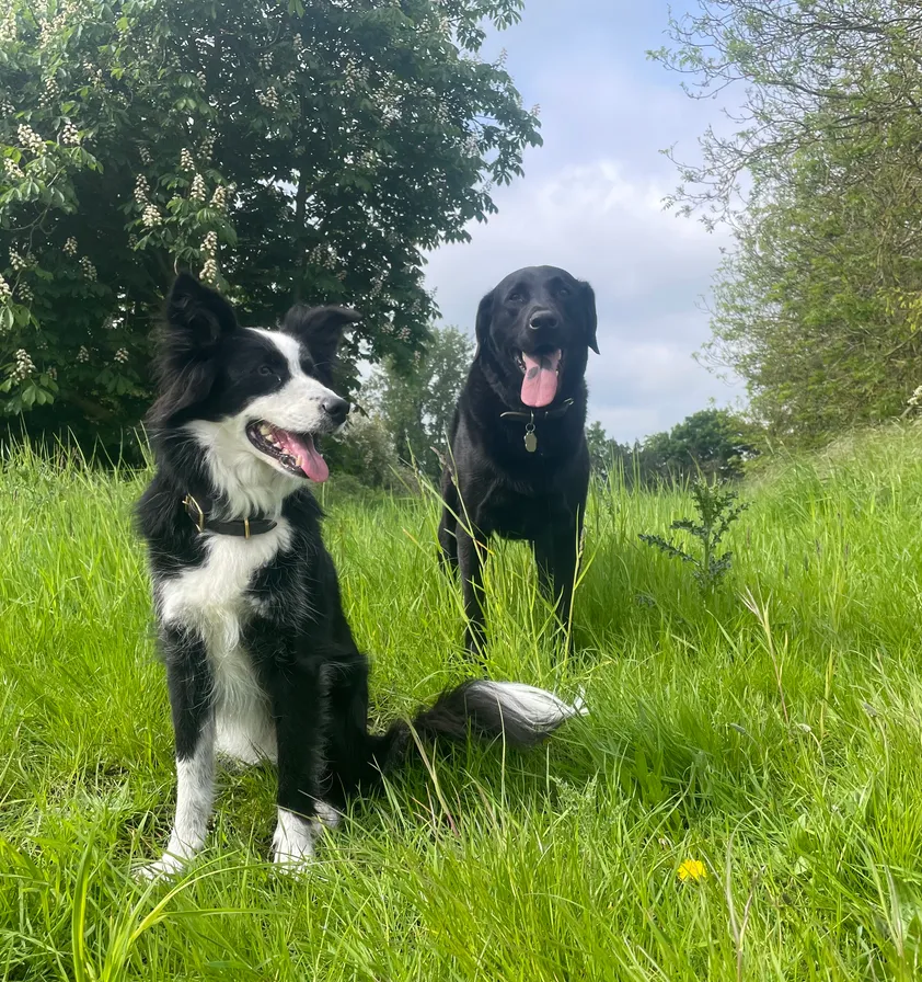 Open Fen countryside used for adventure walks near Soham