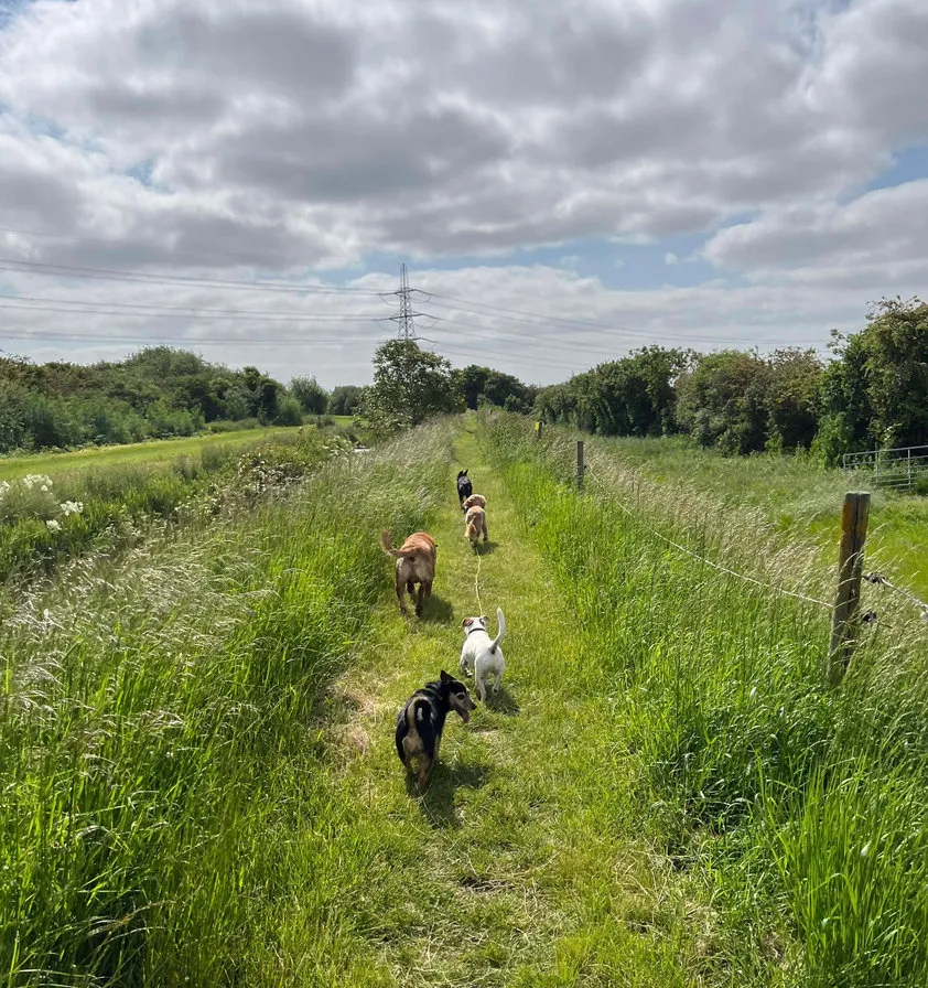 A dog pausing on a countryside path during a walk