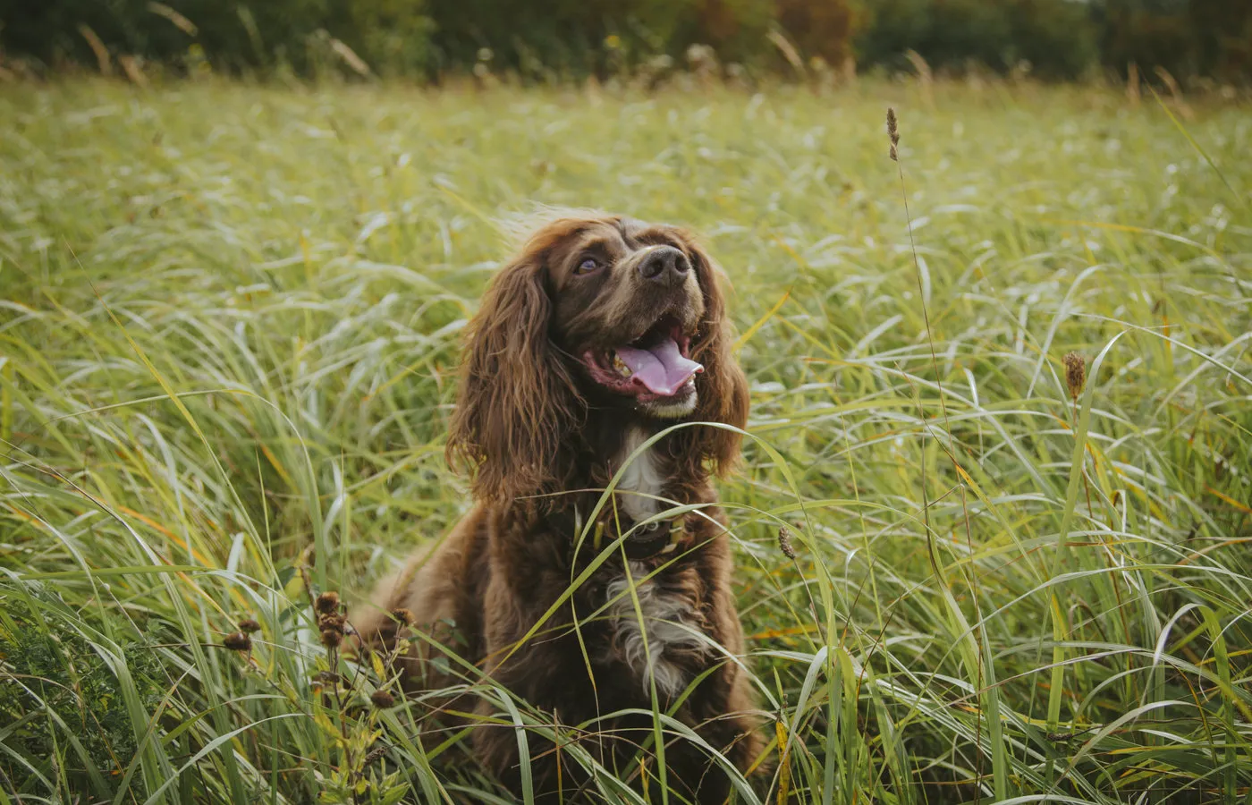 A happy dog walking through the countryside with Cam's Dog Club