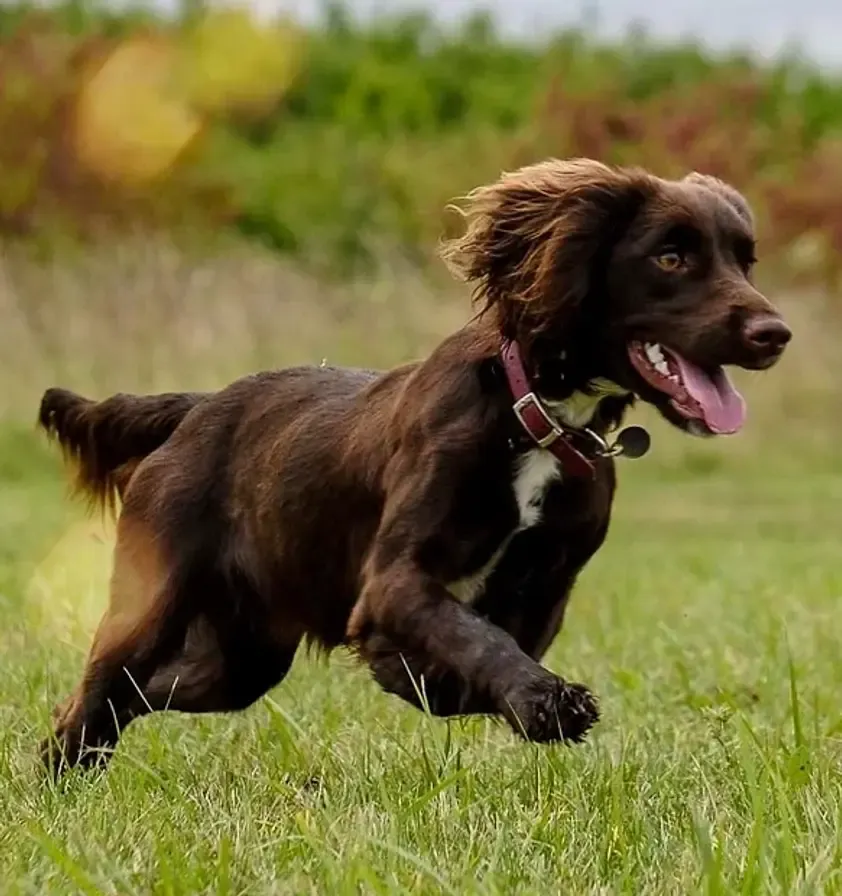 A dog exploring the Fen countryside on an adventure walk