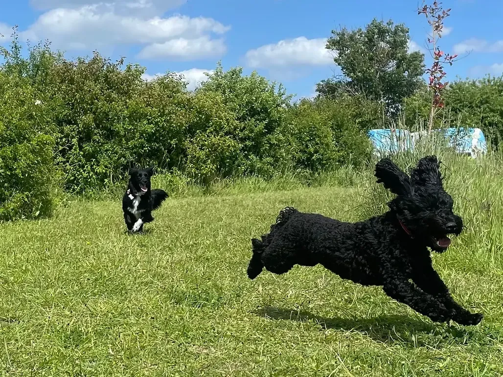 Two dogs playing together in the meadow