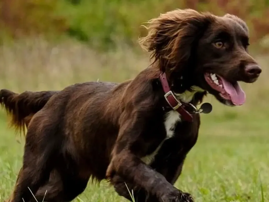 A dog resting calmly outdoors