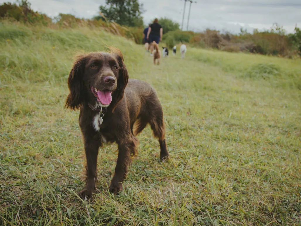 A happy dog mid-walk with Cam's Dog Club