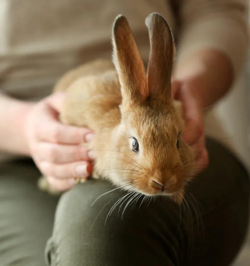 A rabbit being checked over during a pet-care visit