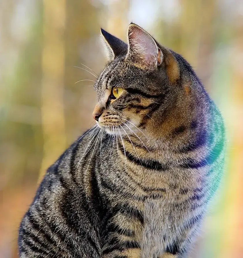 A cat at home being cared for during a pet-care visit