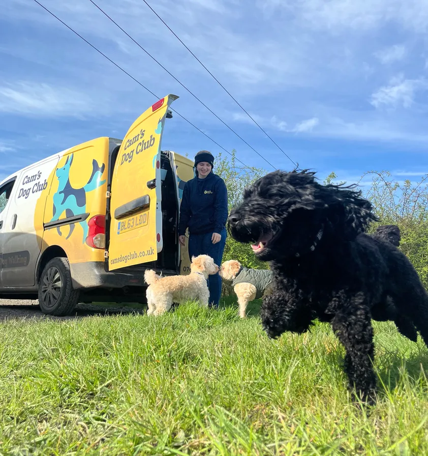 A dog collecting a toy during a club playtime session
