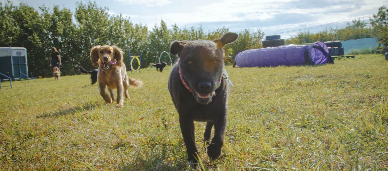 Dogs running together across the secure meadow
