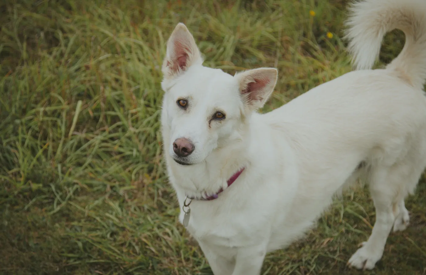 Lyra, a white spaniel, out on a walk