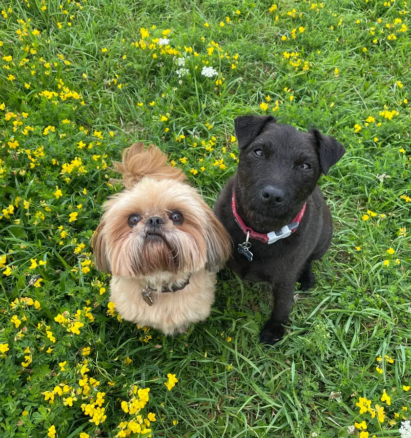 A dog playing in the garden during a drop-in visit