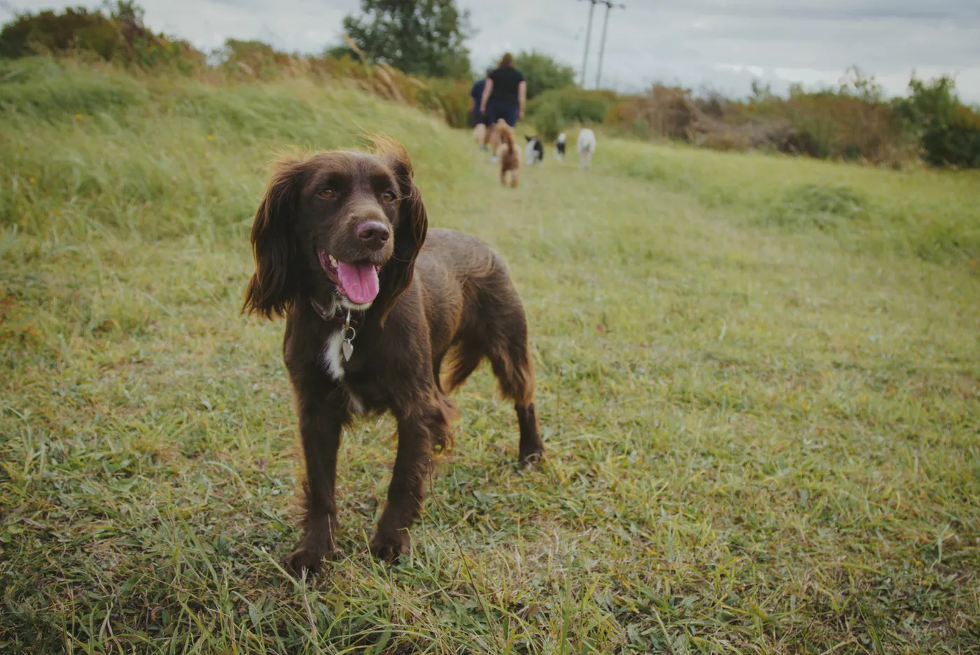 A happy dog mid-play during a Club Walk session