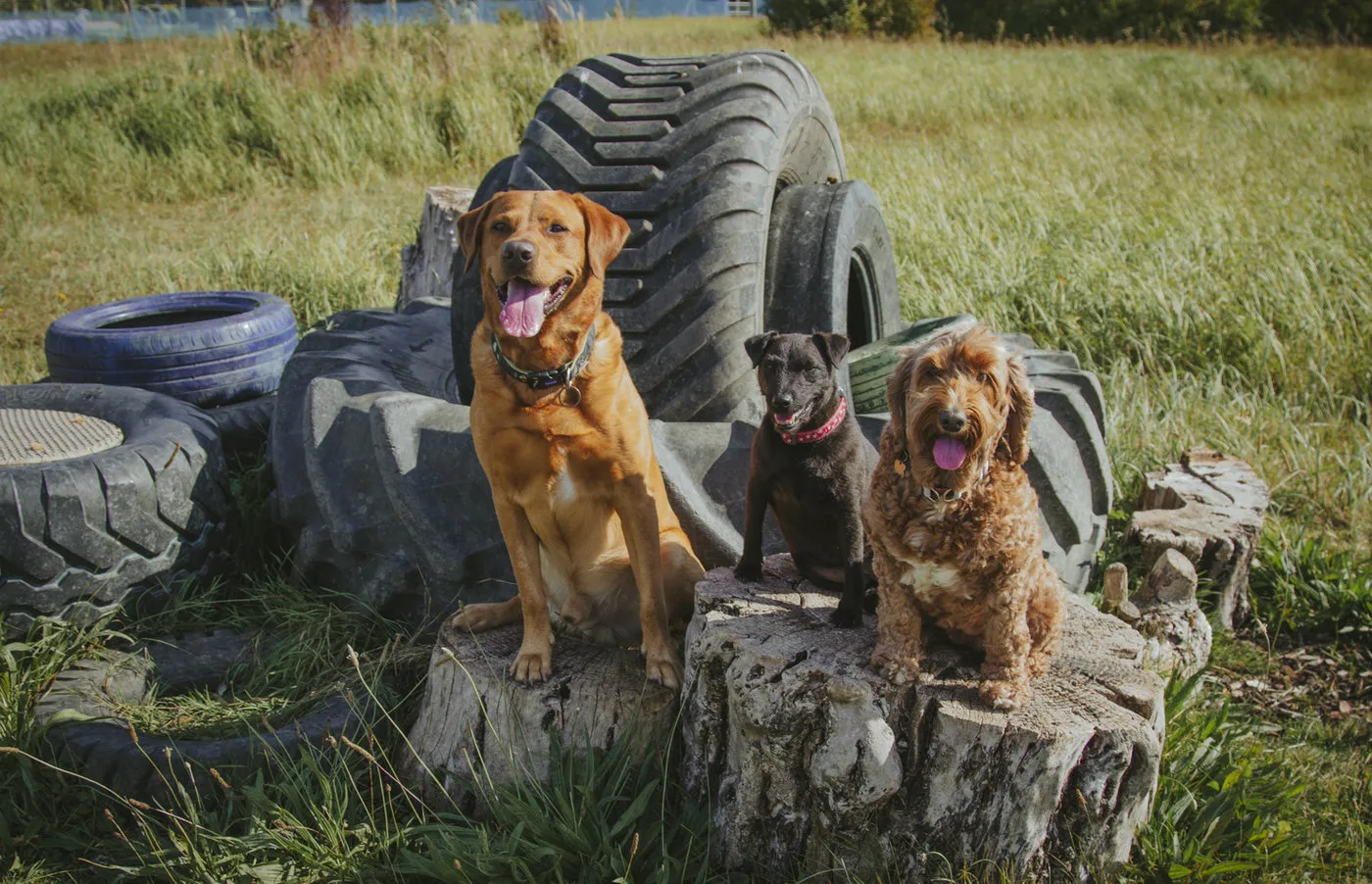 Dogs playing together in the three-acre secure meadow on the edge of Soham