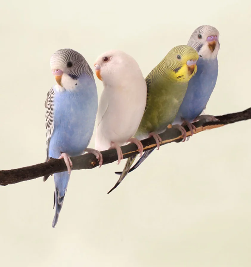 Two parrots perched together at home