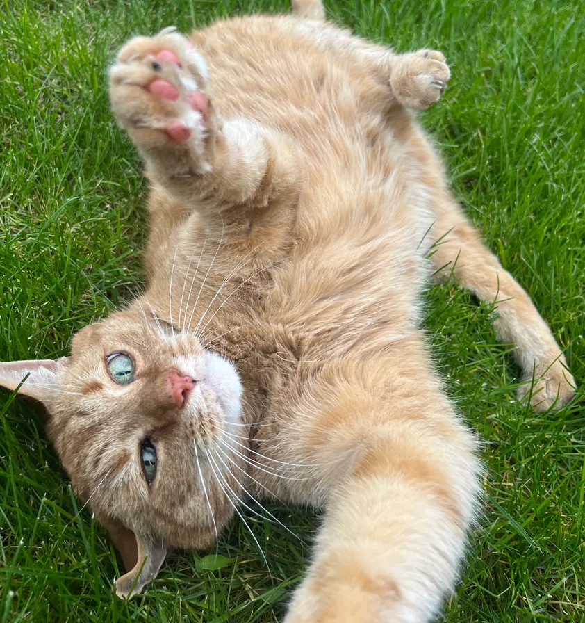A cat relaxing at home between pet-care visits